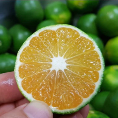 Jeju Green Tangerine Syrup